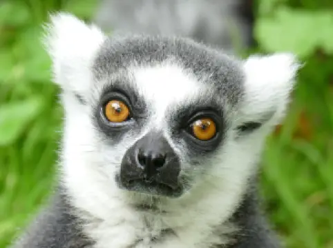 Monkey World - Ape Rescue Centre