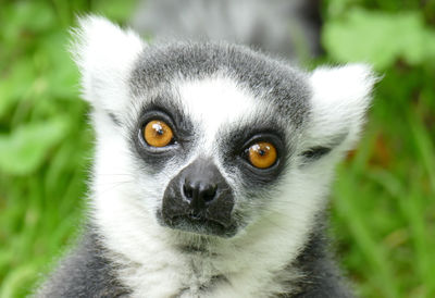 Monkey World - Ape Rescue Centre