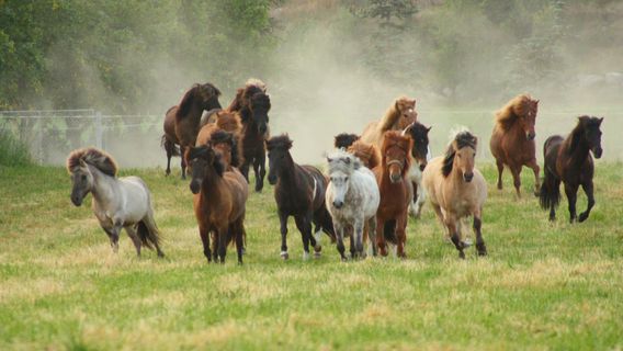 Tryggvi IslandshestgArd