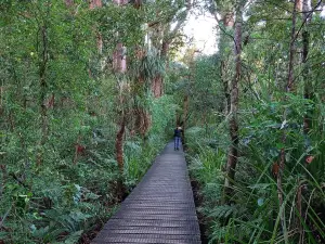 Tane Mahuta