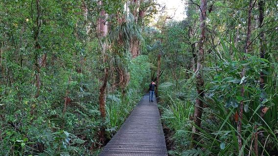 Tane Mahuta