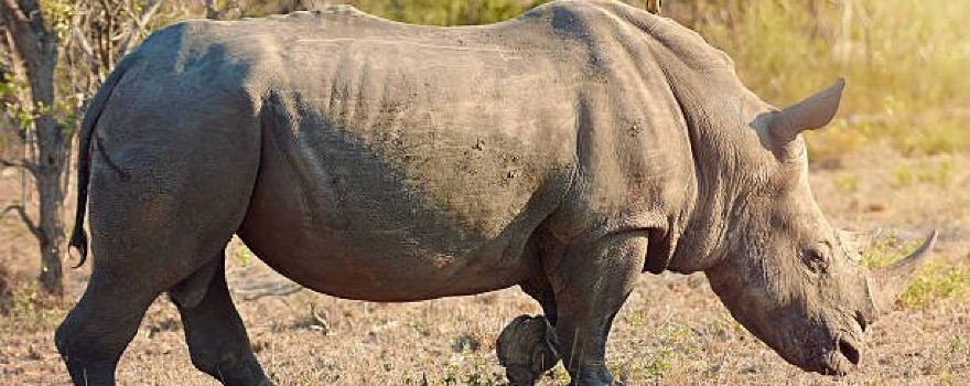 Mkomazi National Park