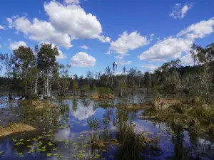 Cattai Wetlands