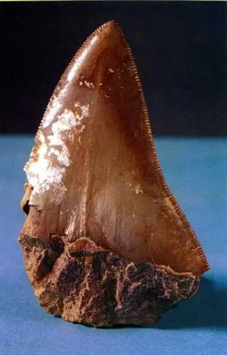 Fossilized Forest