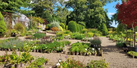 Stanton Hall Gardens and Nursery