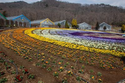 Tochigi Flower Center
