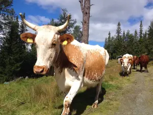 Håvardsrud Seterliv