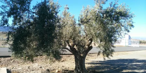 Almazara Aceite Castillo de Tabernas