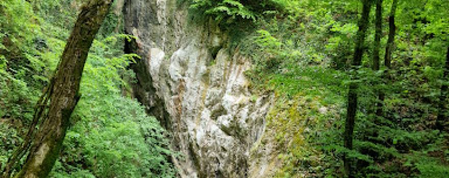 Belojača