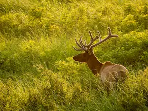 Maxwell Wildlife Refuge