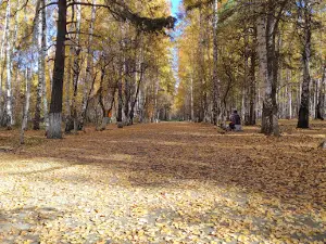 Городской Парк Культуры И Отдыха
