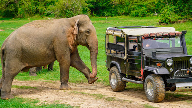 Jeep Safari Hasi with Aliya