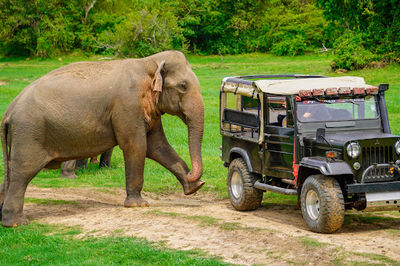 Minneriya wild Elephant jeep safari {Hasi with Aliya}