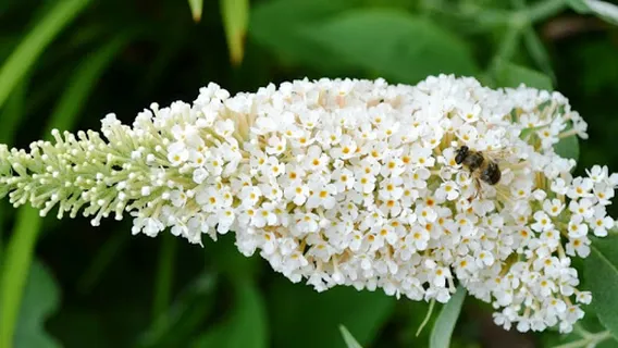 Divine Plants Online