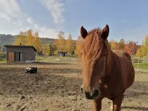 Activity Center Tahko Farm