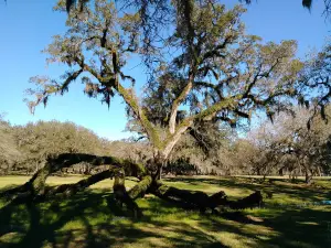 Oaklawn Manor