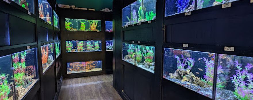 Petland of Cicero