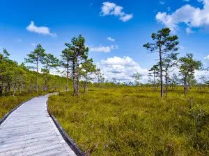 Canoe Trips - Soomaa.com