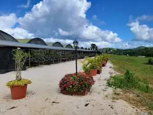 El Reloj de Flores de Puerto Rico