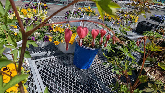 Burt's Greenhouses