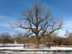 The Oak