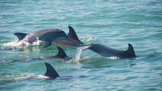 Blue Wave Adventures Dolphin Watch Tour