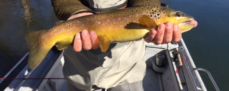 The Ozark Angler