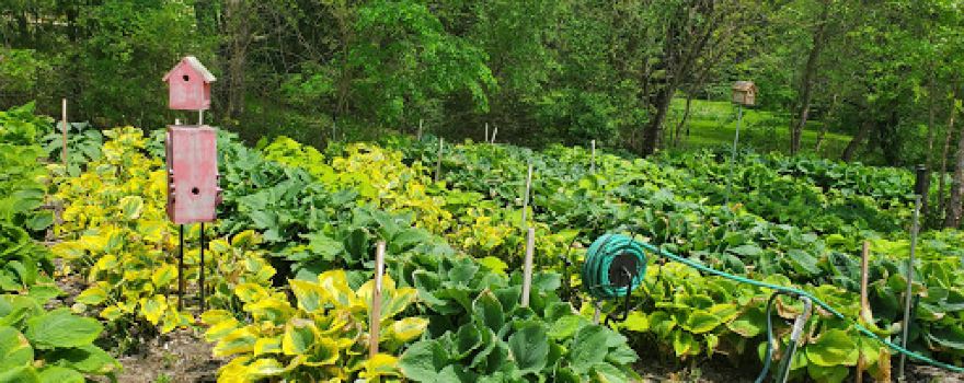 Land of the Giants Hosta Farm LLC