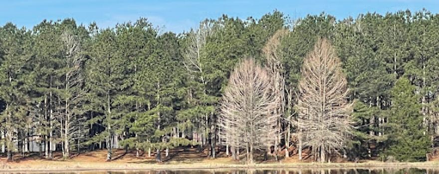 White's Creek Lake