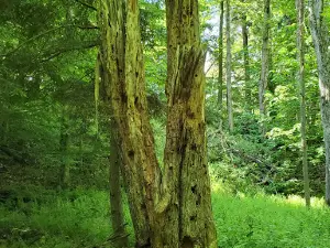 Trenton Greenbelt Hiking Trails