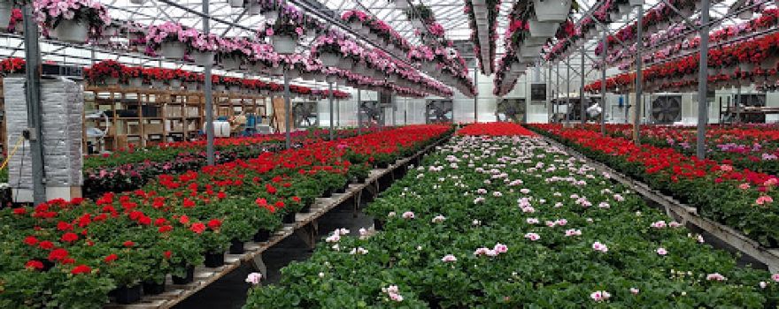 Brigiotta's Greenhouse & Garden Center