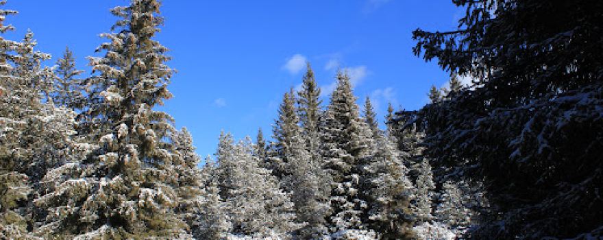 Le Petit Canada