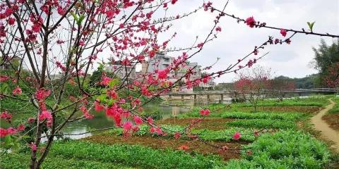 下車村桃花島觀賞園