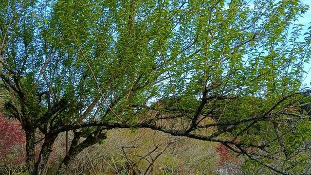 Meihuashan South China Tiger Ecotourism Scenic Area