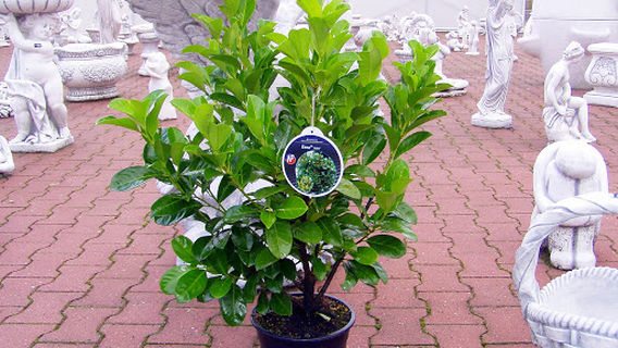 Gartencenter Bartels