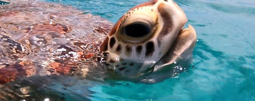 Pure Adventure, Snorkeling and Diving Center