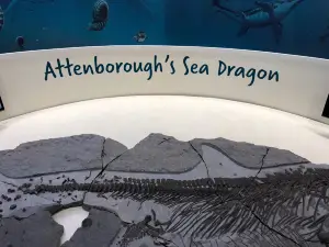 Charmouth Heritage Coast Centre