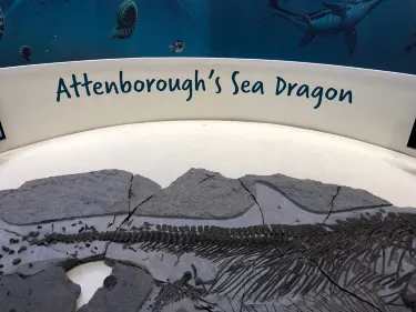 Charmouth Heritage Coast Centre