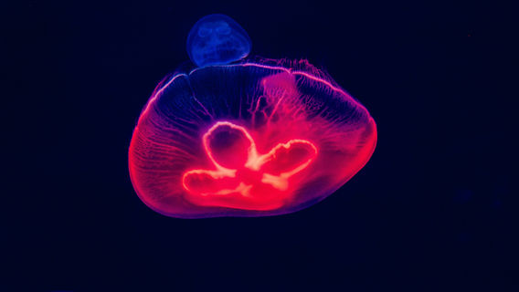 SEA LIFE Michigan Aquarium