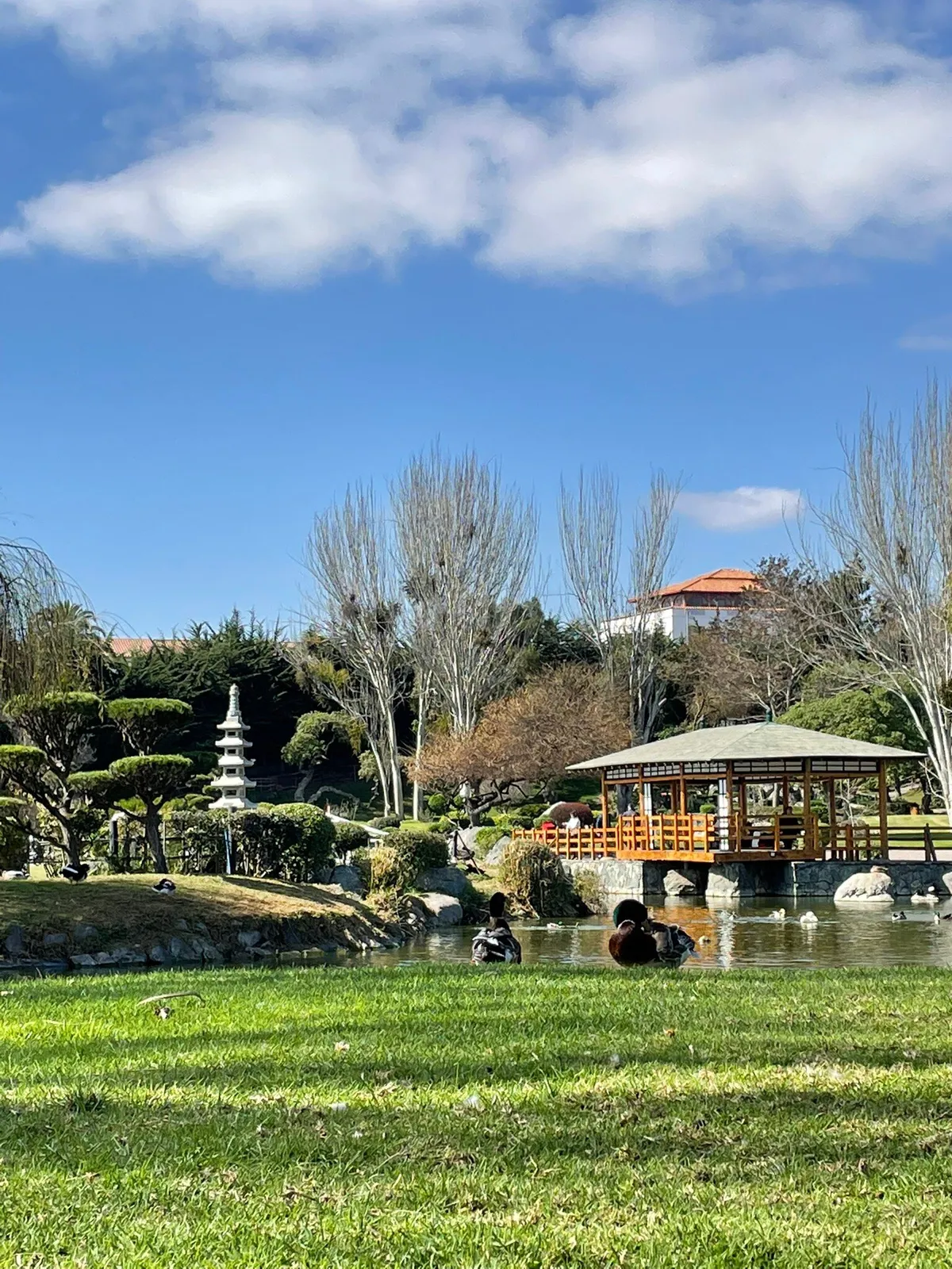 Japanese Garden La Serena