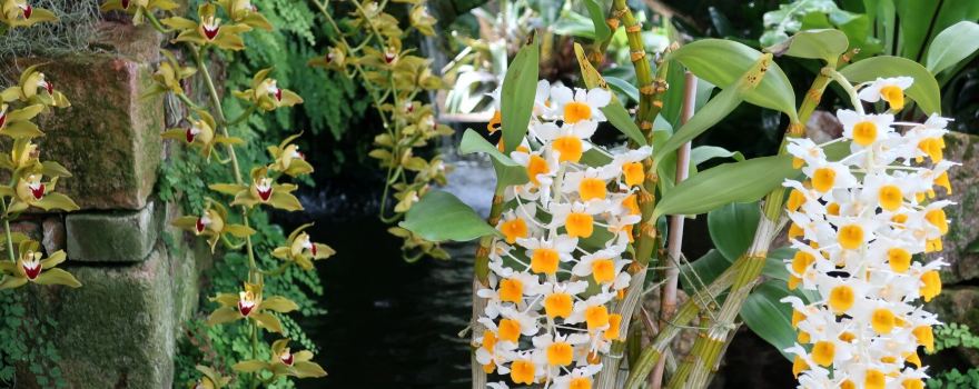Eric Young Orchid Foundation