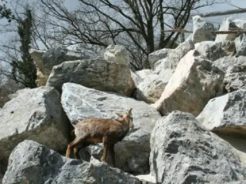 Альпийский зоопарк