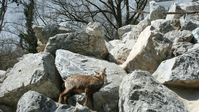 Alpenzoo Innsbruck - Tirol