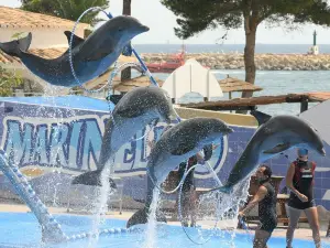 Kish Dolphin Park
