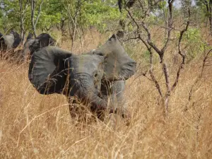 Pendjari National Park