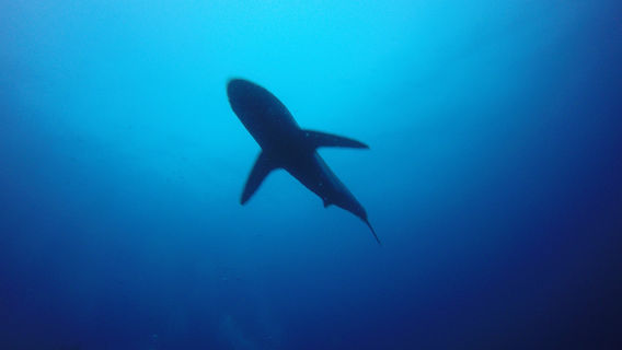 Puerto Villamil