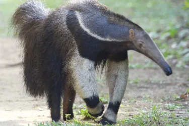 Meerzorg