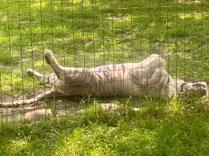 Carson Springs Wildlife Conservation Foundation