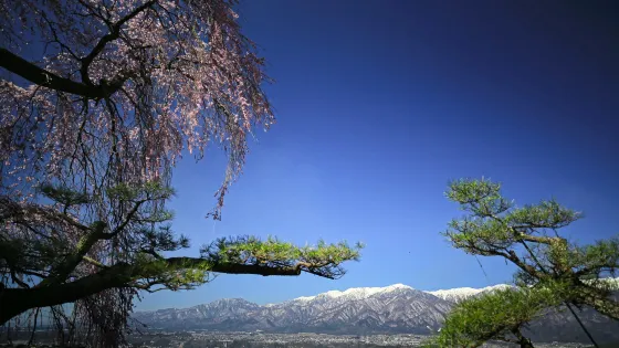 棲林寺