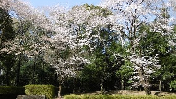 Oyama